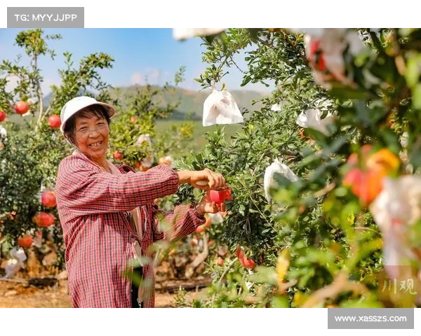 高地红石榴丰收种植方法全揭秘 打造高产优质石榴园的成功秘诀 高地红石榴丰收种植方法全揭秘 打造高产优质石榴园的成功秘诀